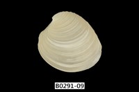 藏品(伊莎貝蛋糕簾蛤)的圖片